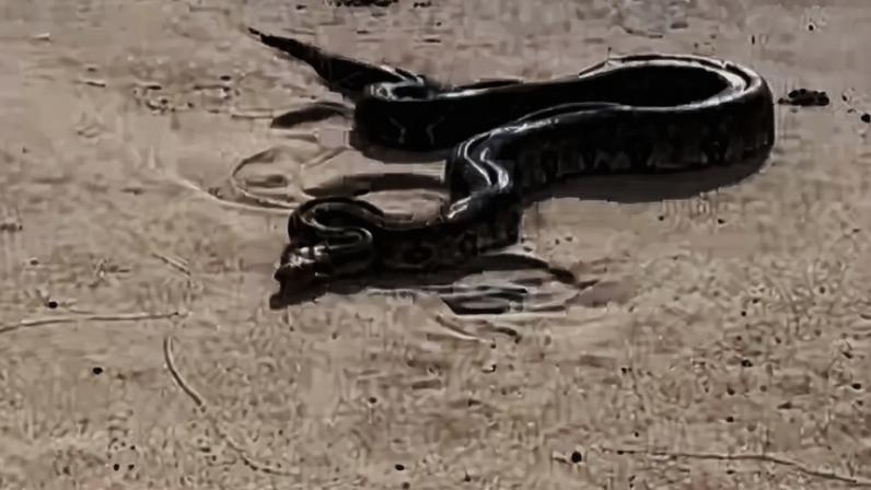 Jiboia foi encontrada na areia da praia de Piedade, em Jaboatão dos Guararapes — Foto: Reprodução/TV Globo