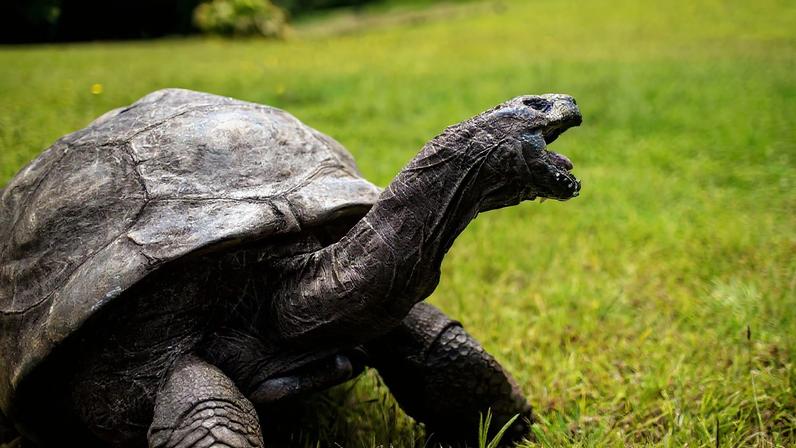 Golpe com criptomoeda enganou ao afirmar a morte da tartaruga mais antiga