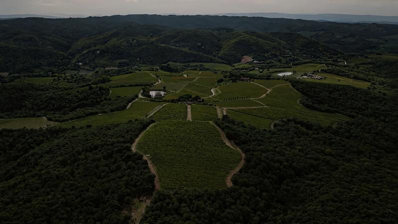 Birds eye view of green vines with mountains in the background
