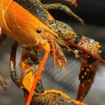 Lagosta de duas cores capturada por pescadores é doada a aquário