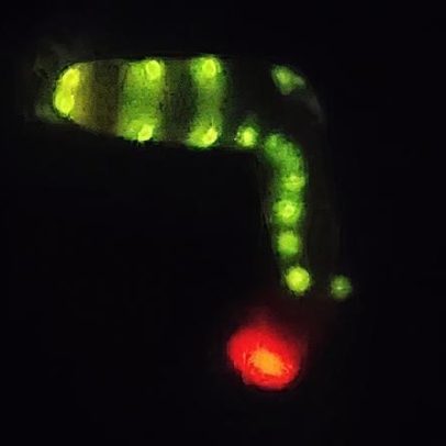 Sistema de bioluminescência inspirado na larva de besouro brasileiro