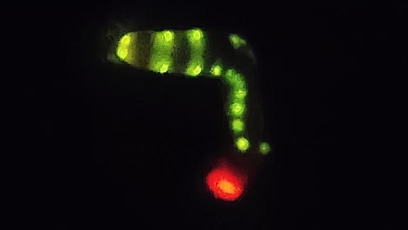 Luz vermelha da cabeça da larva é “enigmática”, segundo pesquisador. Suspeita-se que sirva como lanterna, para iluminar o ambiente noturno enquanto busca por comida — Foto: Mariano Ordano/iNaturalist