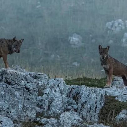 22 animais mortos em parque nacional da Itália; suspeita é envenenamento