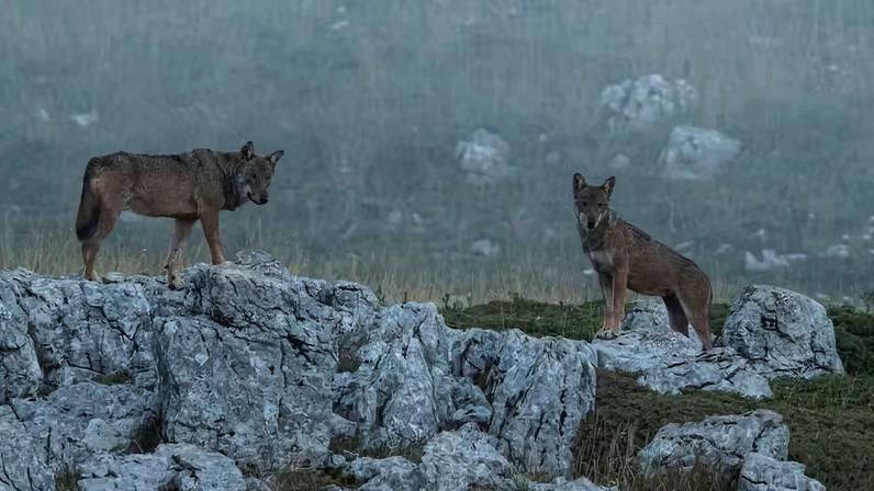 Lobos nos Montes Apeninos, na Itália