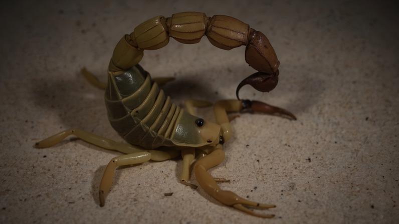 Escorpião-de-cauda-grossa-áspero (Parabuthus raudus) é uma espécie de escorpião extremamente venenosa encontrada na região sul do continente africano. O veneno dos escorpiões do gênero Parabuthus age rapidamente, portanto, eles não dependem tanto de suas pinças para capturar presas