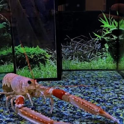 Cientistas testam reação de lagostas com analgésicos para avaliar dor