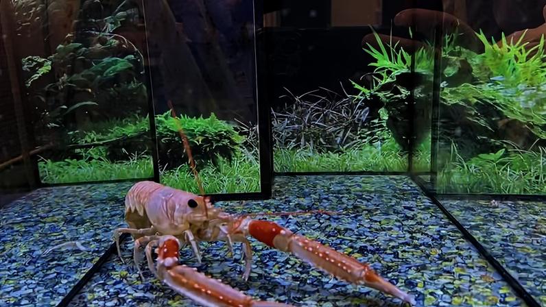 Analgésicos humanos previnem respostas à dor em crustáceos decápodes (camarões, siris, lagostas, lagostins e caranguejos). É o que mostrou um novo estudo — Foto: Eleftherios Kasiouras
