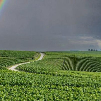 Reforma das AOC francesas, defende Andrew Jefford