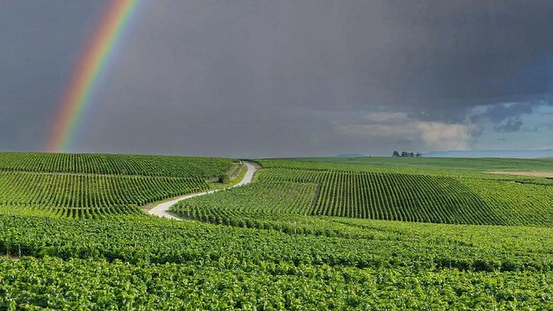 Reforma das AOC francesas, defende Andrew Jefford