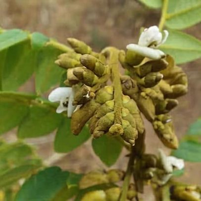 Nova espécie da Caatinga recebe nome de arqueóloga brasileira