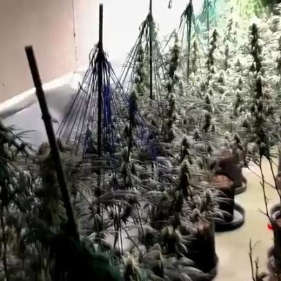 PF e polícia espanhola atuam contra tráfico de drogas envolvendo maconha e cocaína