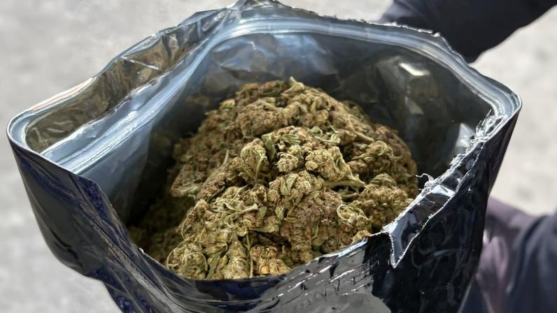 Operação apreende quase meia tonelada de maconha hidropônica no RJ - destaque galeria
