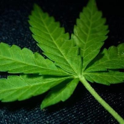 Estudos dos EUA ligam psicose, declínio cognitivo e câncer à maconha medicinal