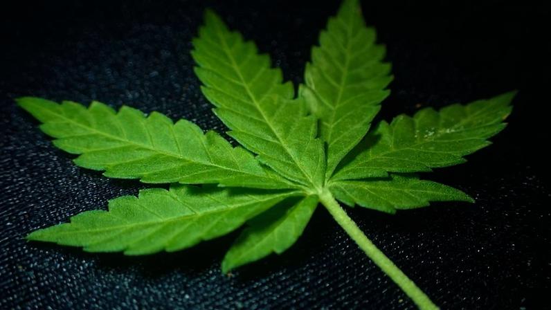 Vendida como remédio, a maconha acumula riscos graves. Quando a propaganda cai, sobra o custo à saúde pública.