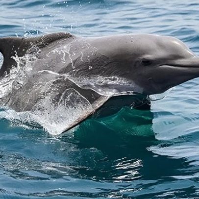 Vida subaquática sofre impactos à medida que guerra com o Irã se arrasta