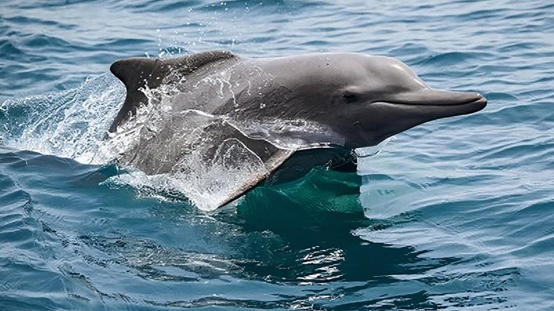 Um golfinho salta nas águas do Estreito de Ormuz, perto de Khasab, na Península de Musandam, em Omã, em 2025