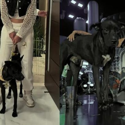 Cachorro adotado por cantora na Paraíba conhece seus irmãos caninos