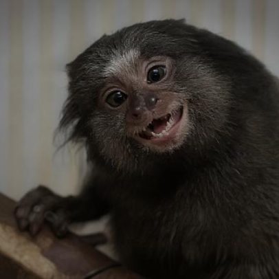 MG devolve quase 5 mil animais silvestres com atendimento especializado