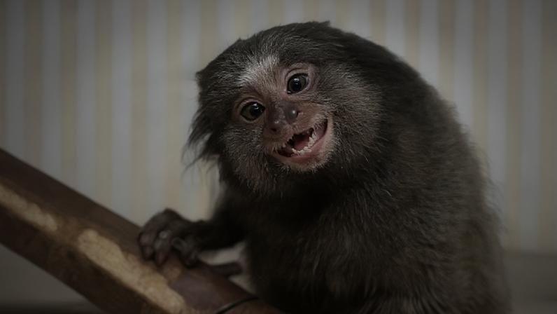 Minas Gerais devolve cerca de 5 mil animais silvestres por ano à natureza com atendimento especializado