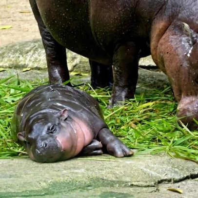 Memecoin Moo Deng sobe após homem invadir jaula de hipopótamo-pigmeu