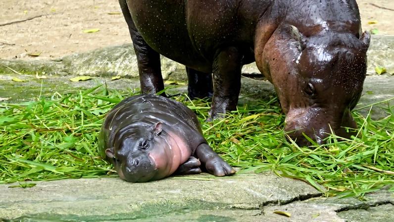 Imagem da matéria: Memecoin do Moo Deng dispara após homem invadir jaula de hipopótamo-pigmeu