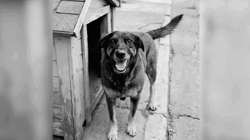 Na imagem, Orelha, cachorro comunitário morto depois de ser agredido por adolescentes na praia Brava