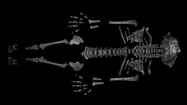Os pesquisadores criaram um modelo 3D do esqueleto neandertal de Amud 7 para investigá-lo com maior profundidade