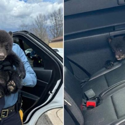 Bebê urso é resgatado após ficar preso em vala na rodovia