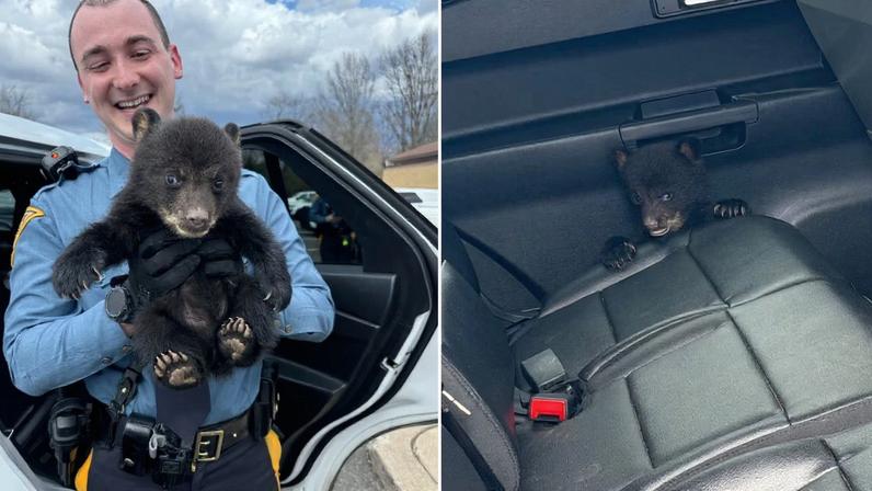 Urso estava perdido em rodovia movimentada