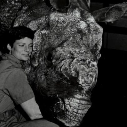 Nan Schaffer, veterinária que avançou a reprodução de rinocerontes, morre aos 72