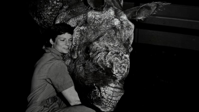 Nan Schaffer, veterinária que avançou a reprodução de rinocerontes, morre aos 72