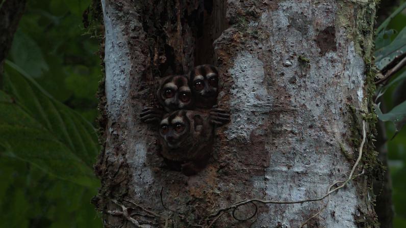 Principal rio da Colômbia redesenha o mapa dos macacos-da-noite