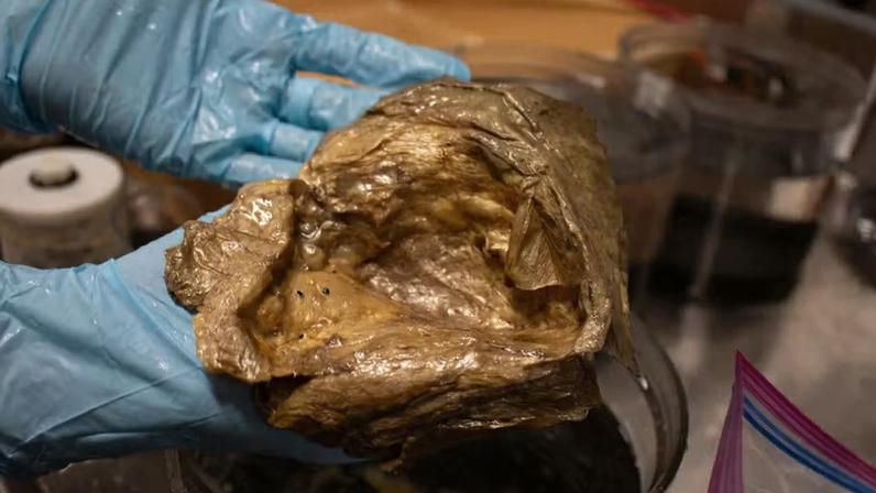 Uma imagem em close-up do 'orbe dourado' no laboratório da Smithsonian Institution. Após a coleta, a amostra do orbe foi oficialmente incorporada à Coleção de Zoologia de Invertebrados. no Museu Nacional de História Natural da Instituição Smithsonian