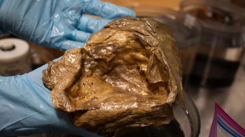 Esfera misteriosa foi oficialmente adesada como parte do Coleção de Zoologia Invertebrada do site no Museu Nacional de História Natural da Smithsonian Institution, nos Estados Unidos