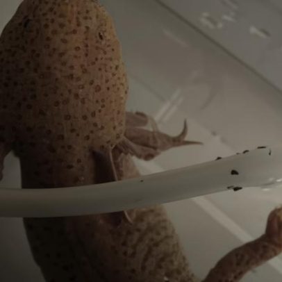 Axolote ferido é resgatado de rio e vira destaque nas redes da família