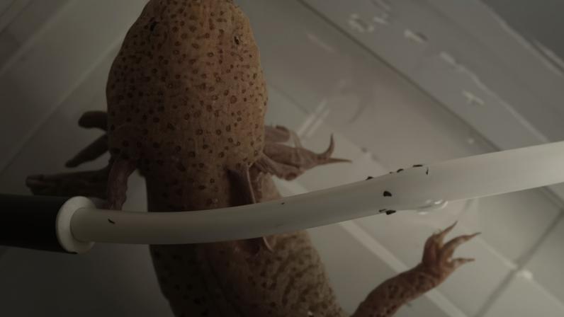O axolote 'Dippy' se recuperando em um aquário na casa da família que o encontrou — Foto: Reprodução/Redes sociais
