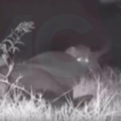 Onça-pintada é flagrada matando animal e assusta moradores