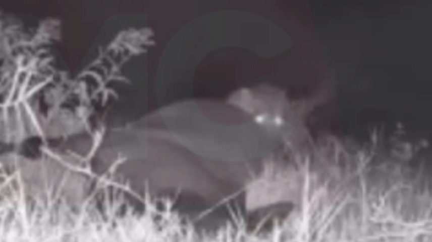 Foto em preto e branco de onça-pintada comendo animal na zona rural de Maringá - Metrópoles