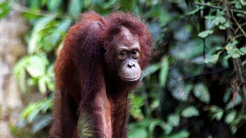 Ver orangotango, tirar foto e ganhar dinheiro: modelo viável de conservação?