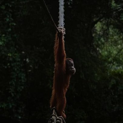 Orangotango ameaçado cruza rodovia usando ponte de cordas em vídeo