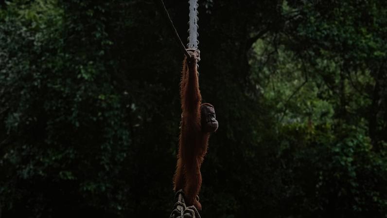 No meio do caminho, o orangotango-de-sumatra parou para apreciar a vista e ainda lançou uma olhadinha para a câmera