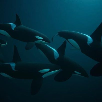 Ferramenta de IA monitora orcas em tempo real para reduzir distúrbios humanos
