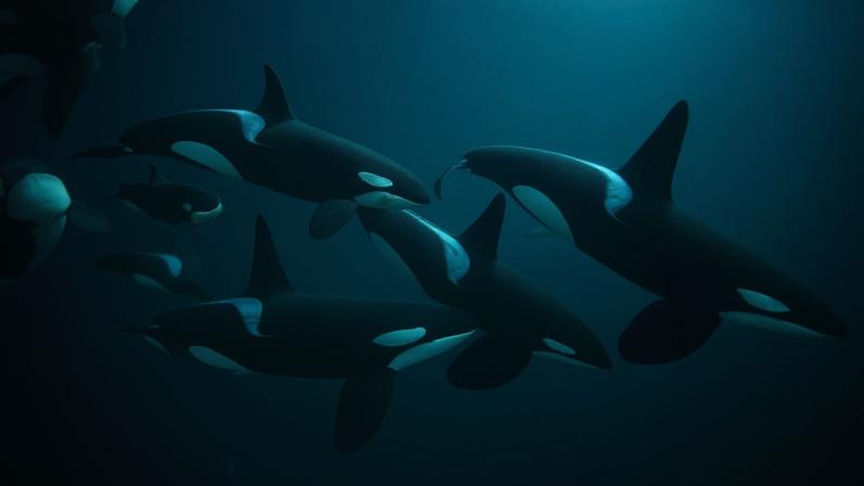 Ferramenta de IA monitora orcas em tempo real para reduzir distúrbios humanos