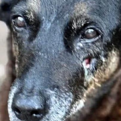 Caso Cão Orelha indiciado morre após acusação de coação de porteiro