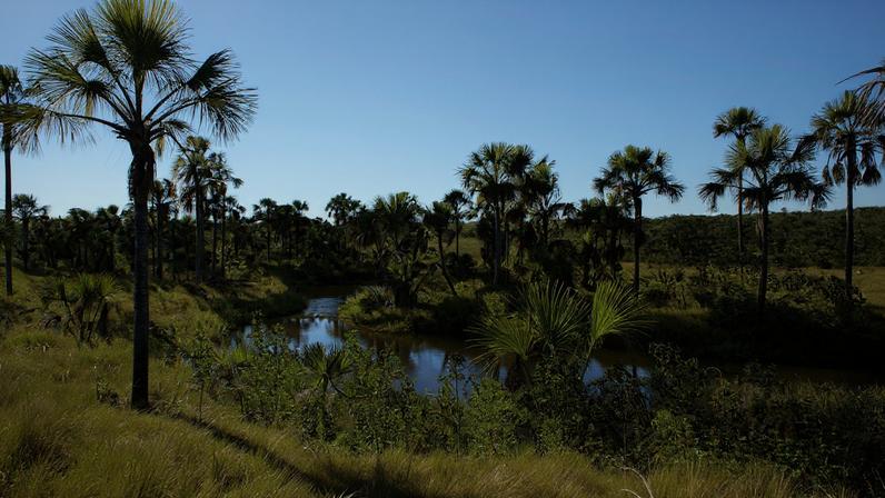 Veredas de buritis no Cerrado, paisagem típica protegida pelo Parque Nacional Grande Sertão Veredas. Créditos: Wikimedia Commons.