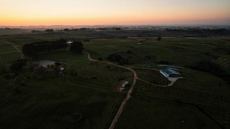 Campos do pampa gaúcho ao entardecer, com estrada rural e céu amplo