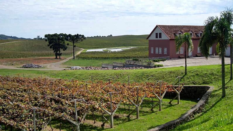 Vinhedos e colinas de Flores da Cunha, na Serra Gaúcha — uma das regiões vitivinícolas mais tradicionais do país. Créditos: Quanto Custa Viajar.