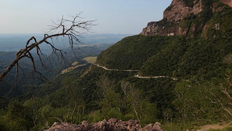 Trilha em vegetação de araucárias na Serra Catarinense