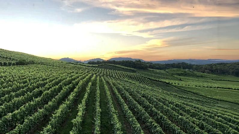 Paisagem de vinhedos e vales ao entardecer, cenário típico da Serra Gaúcha.