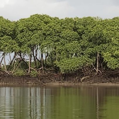 ICMBio abre processo seletivo para cadastro reserva em Amapá